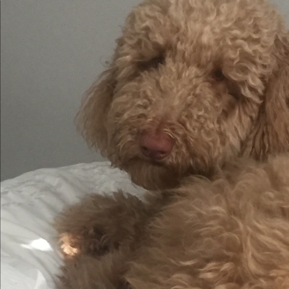 Meet your Posher, Danielle - Picture 1 of 1